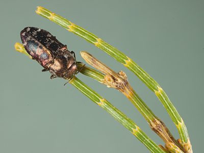 Diphucrania rubicunda, PL4120A, female, on Allocasuarina muelleriana ssp. muelleriana, SE